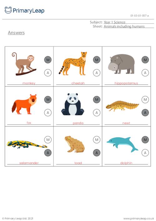 Identify animals - Mammal or amphibian?
