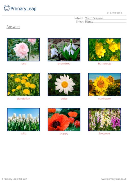 Types Of Flowering Plants In The Environment For Primary 3