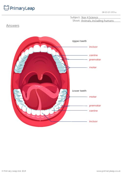 Science: Label the teeth | Worksheet | PrimaryLeap.co.uk