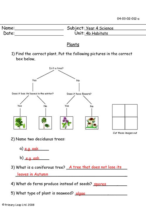 Science: Plants | Worksheet | PrimaryLeap.co.uk