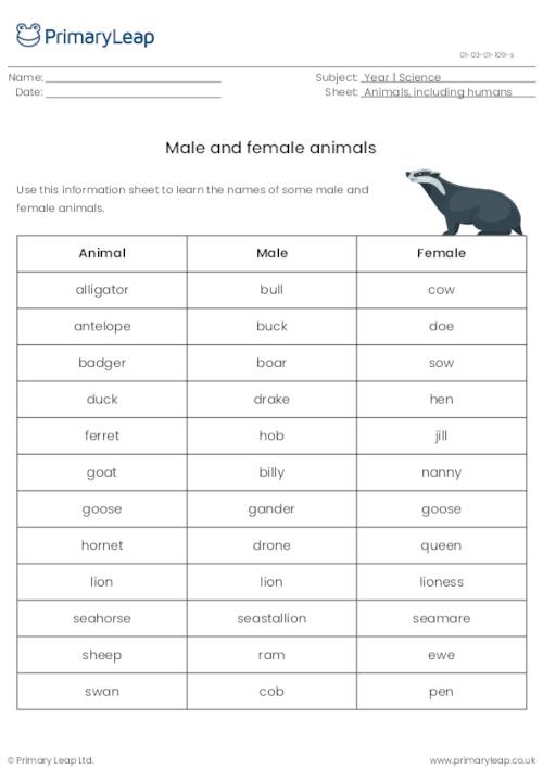 Science: Male and female animals list | Worksheet 
