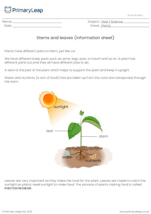 Parts of a plant - Stems and leaves (information sheet 1)
