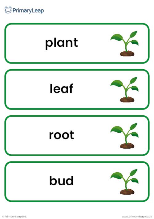 Plants vocabulary cards