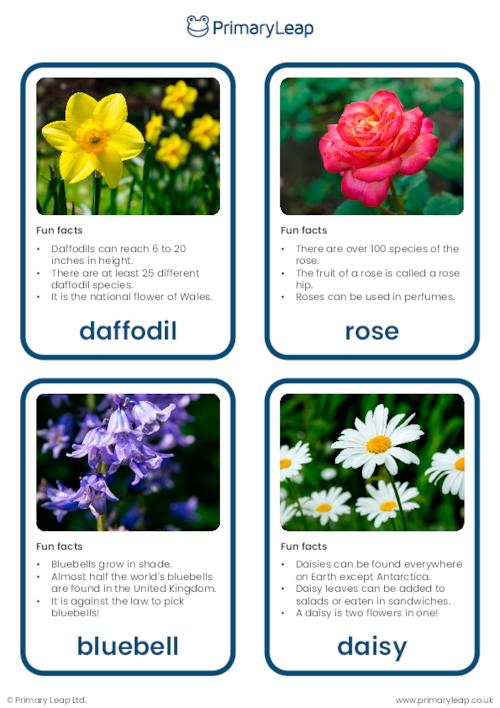 Common flowers and plants flashcards