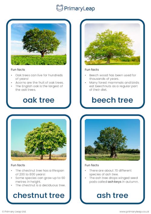Trees flashcards