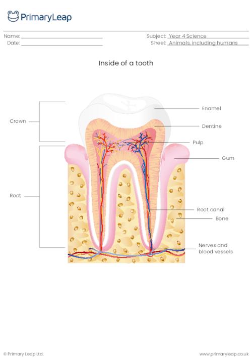 Inside of a tooth diagram