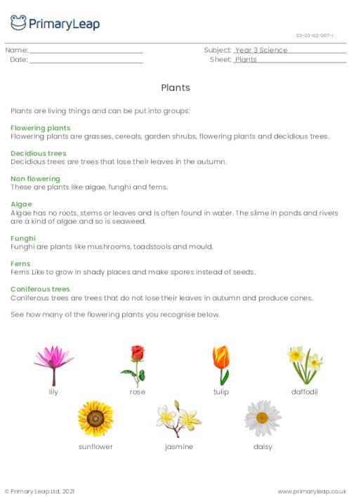 Plants information sheet