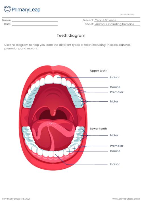 Teeth diagram