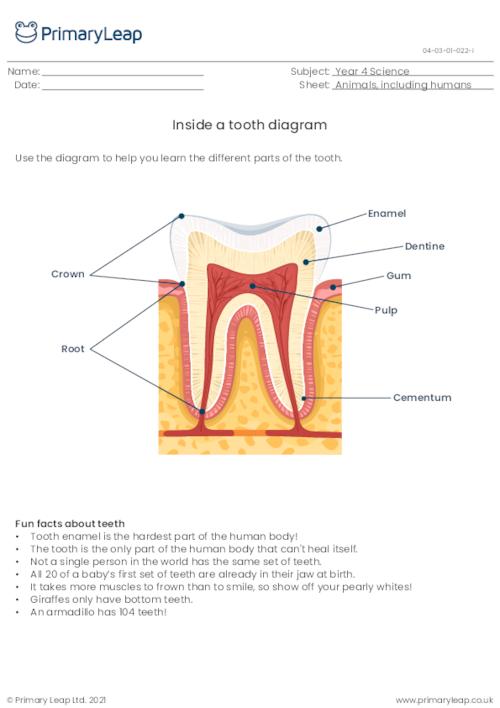 Inside a tooth diagram
