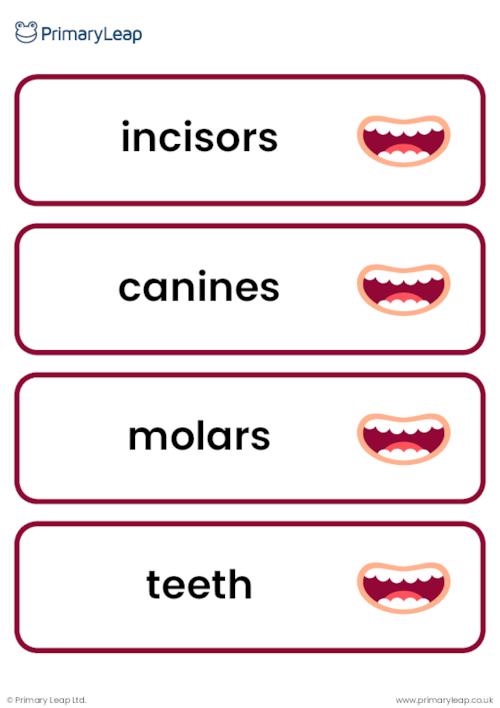 Teeth vocabulary cards