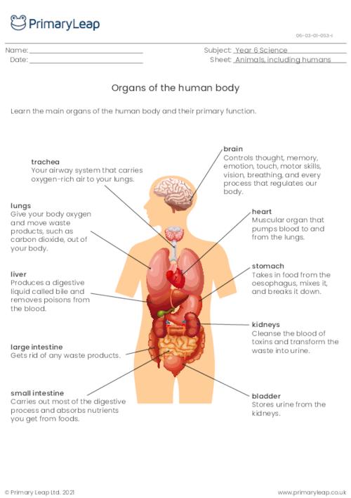 Organs of the human body