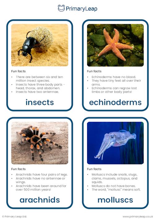 Invertebrates flashcards