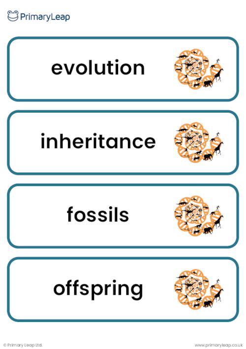 Y6 Evolution and inheritance vocabulary cards