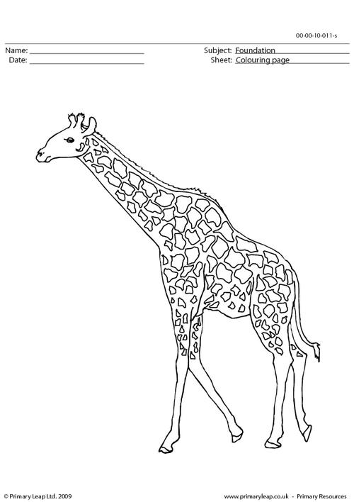 Giraffe 2 colouring page