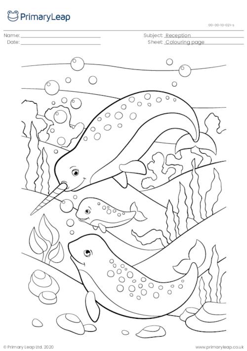 Colouring page - Narwhal family