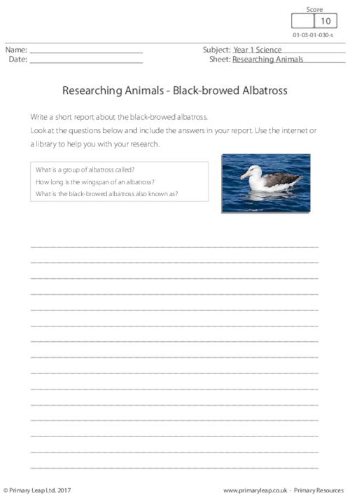 Researching Animals - Black-browed Albatross