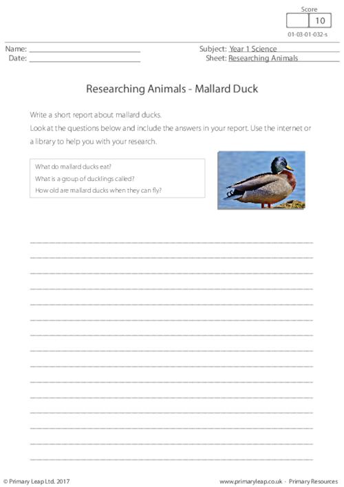 Researching Animals - Mallard Duck