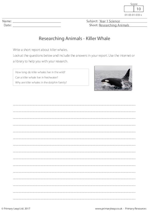 Researching Animals - Killer Whale
