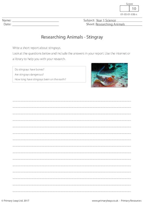 Researching Animals - Stingray 