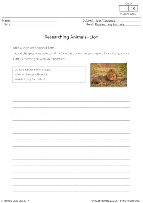 Researching Animals - Lion