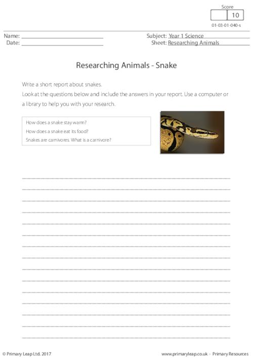 Researching Animals - Snake