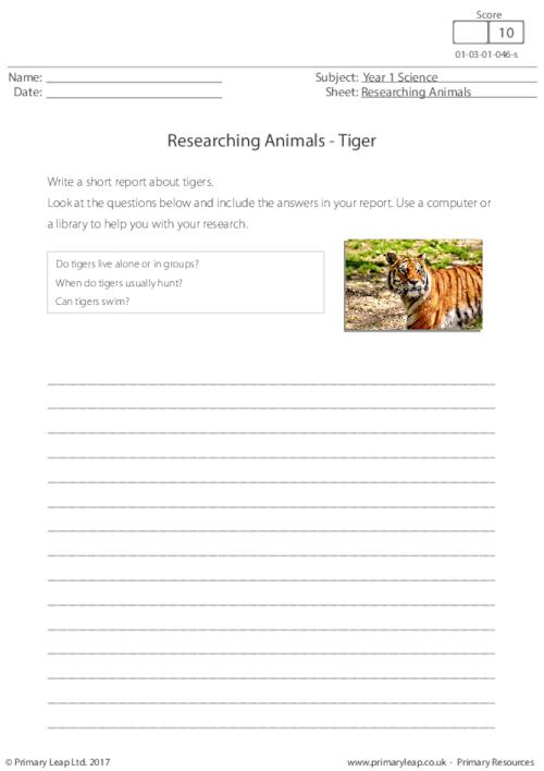 Researching Animals - Tiger