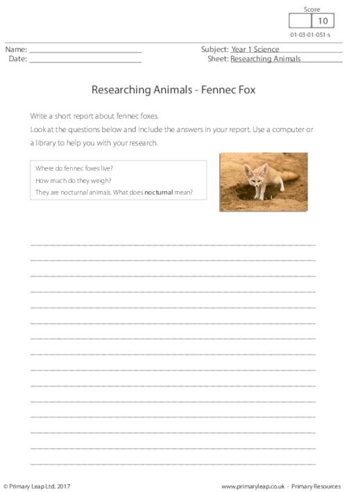 Researching Animals - Fennec Fox