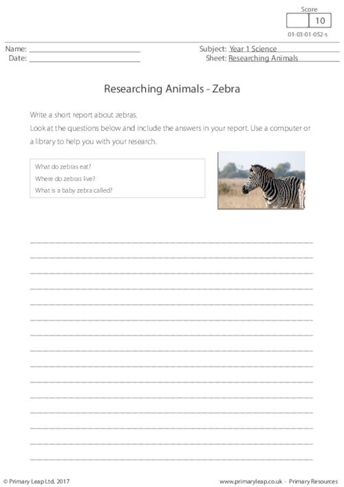 Researching Animals - Zebra