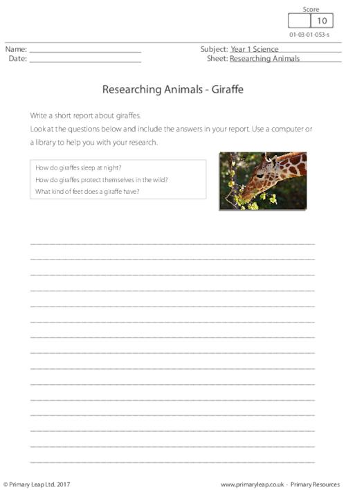 Researching Animals - Giraffe