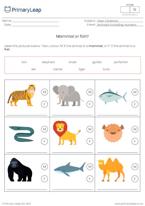 Science: Identify animals Mammal or fish? | Worksheet 