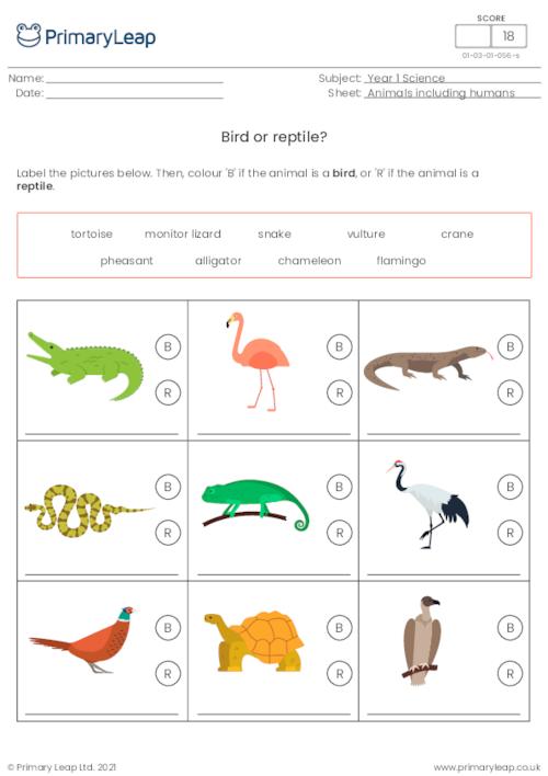Identify animals - Bird or reptile?