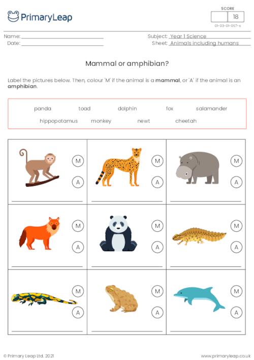Identify animals - Mammal or amphibian?