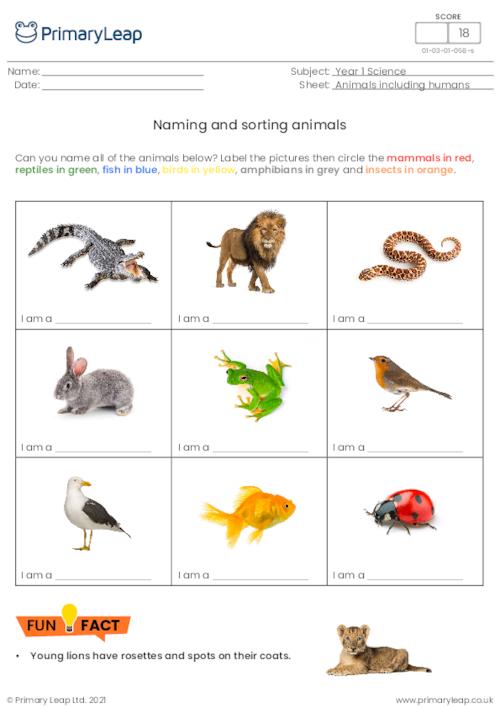 Naming and sorting animals 1