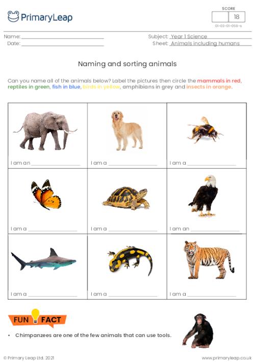 Naming and sorting animals 2