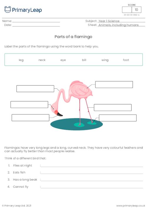 Label the parts of a flamingo