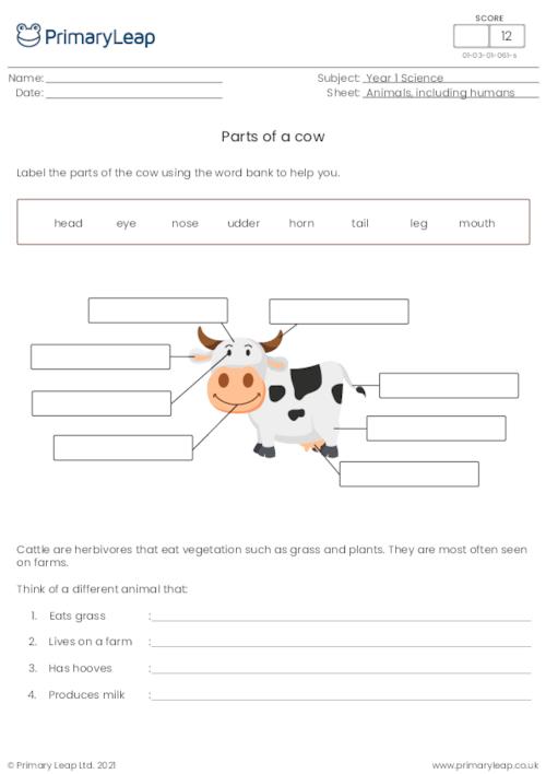 Label the parts of a cow