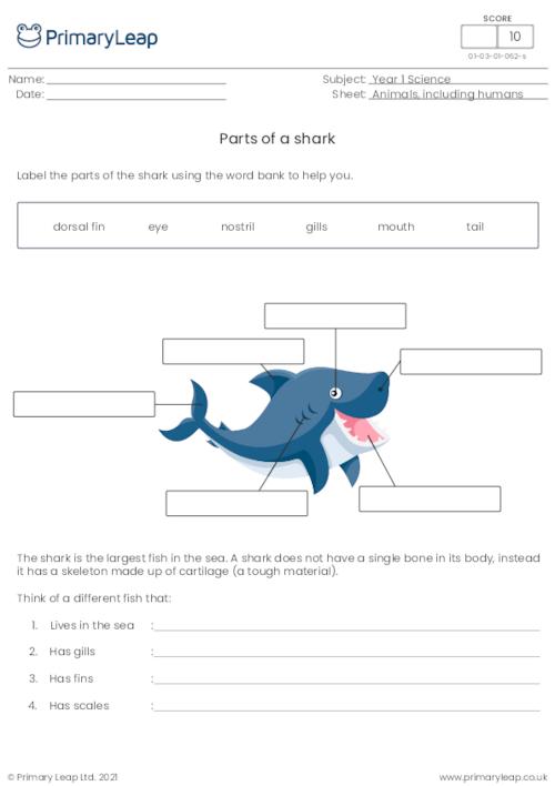 Label the parts of a shark