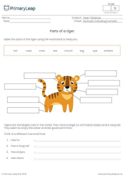 Label the parts of a tiger
