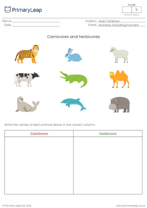 Science: Sorting activity Carnivore or herbivore? | Worksheet |  