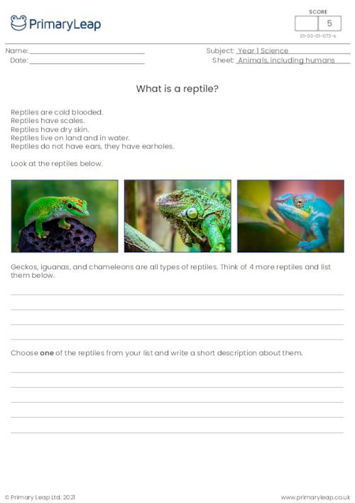 Introduction to reptiles