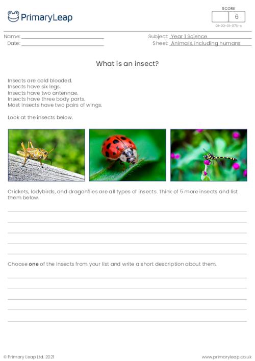 Introduction to insects