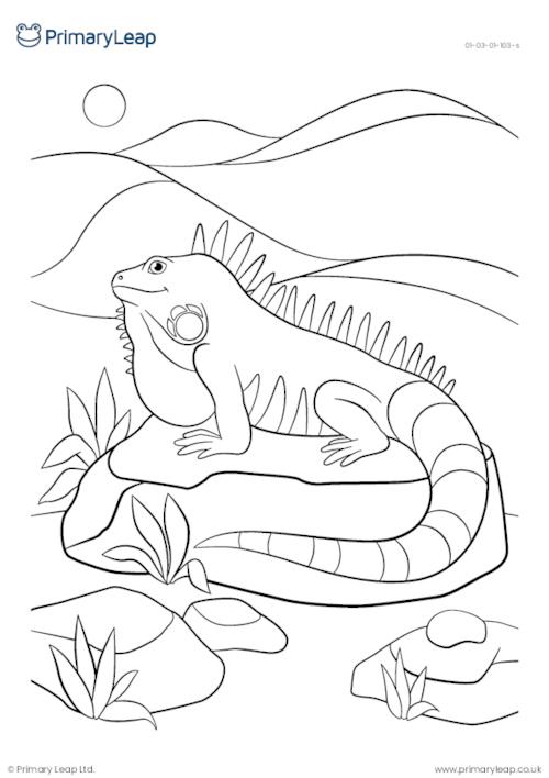 Animal colouring page - Iguana
