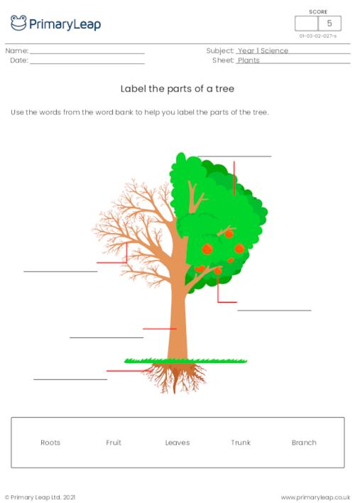 Label the parts of a tree