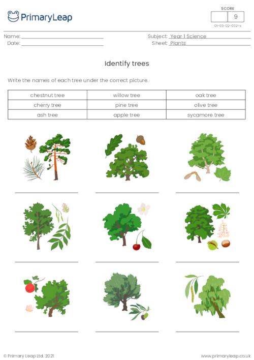 Identify trees