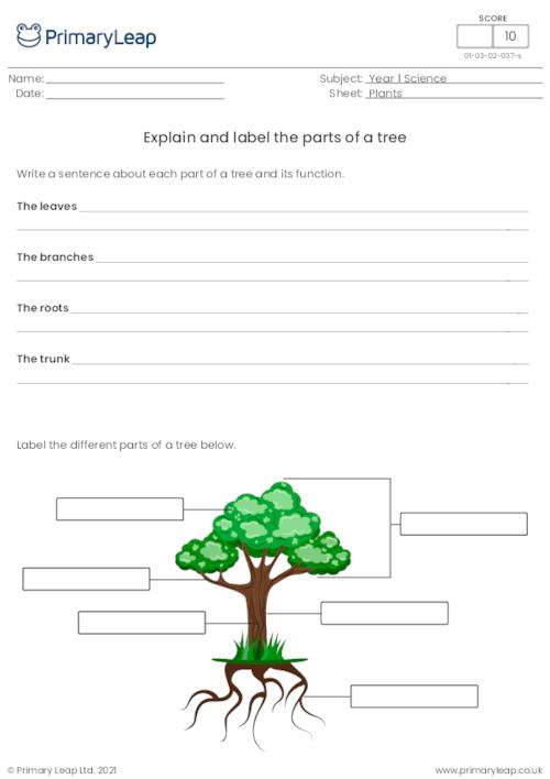 parts of plants worksheets for grade 1