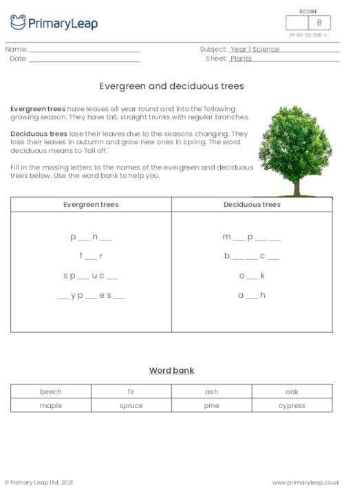 Evergreen and deciduous trees