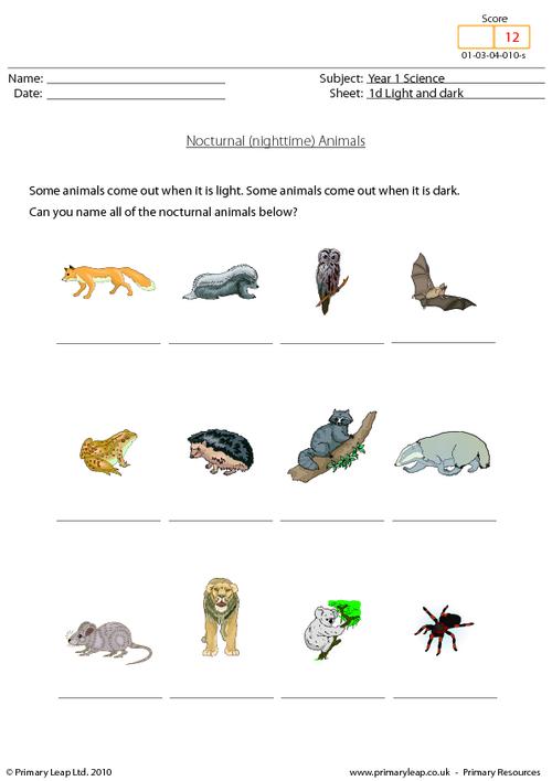 Science: Nocturnal animals | Worksheet 