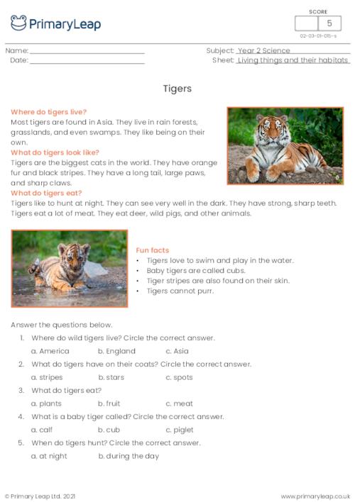 Tigers reading comprehension
