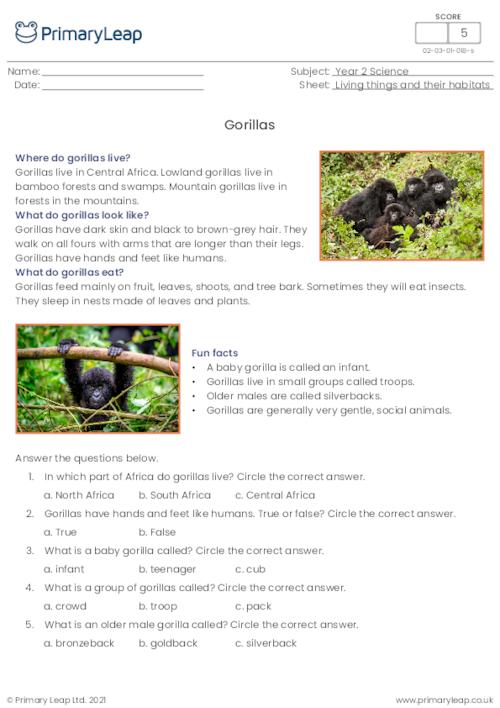 Gorillas comprehension