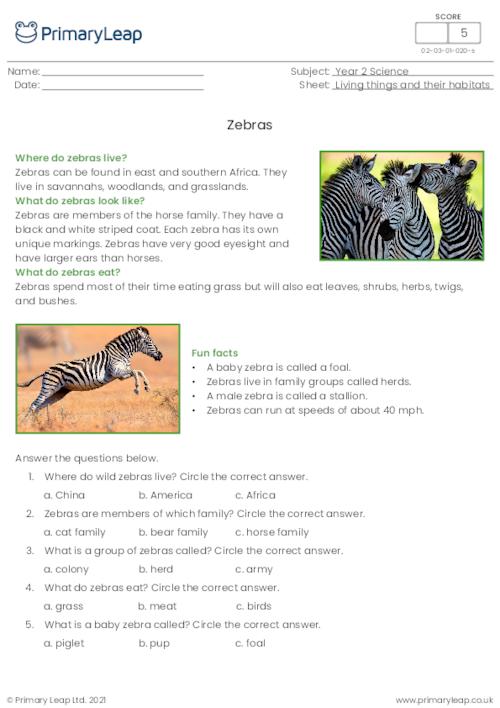 Zebras comprehension